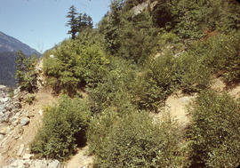 View, to N, of ridge between camp and CNR line