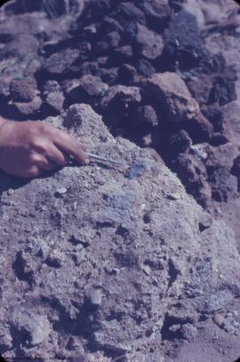 Railway cut site.  Close-up of artifact in fossalized [fossilized] midden